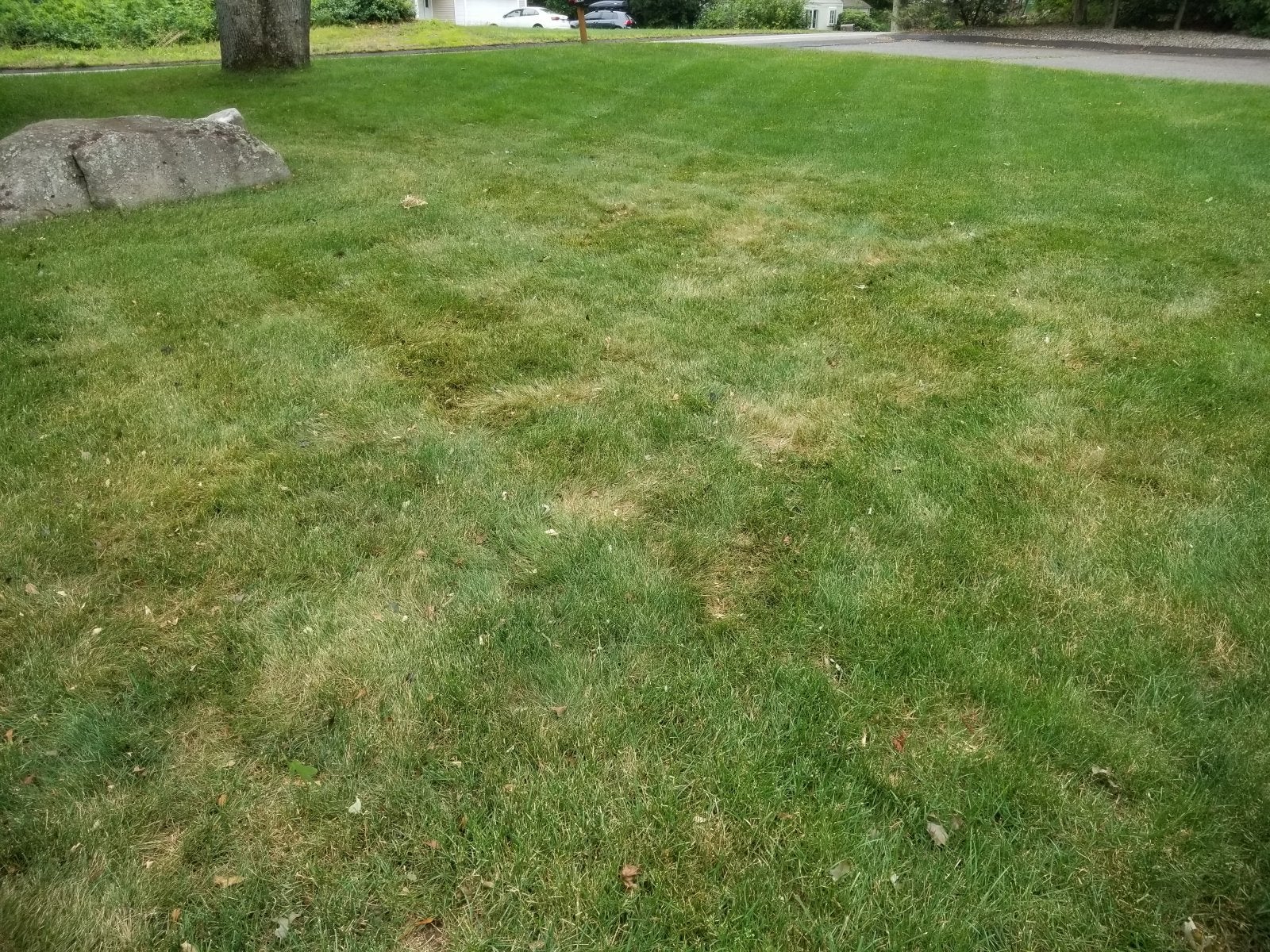 Help identifying problem in Kentucky Bluegrass- CT | LawnSite™ is the ...