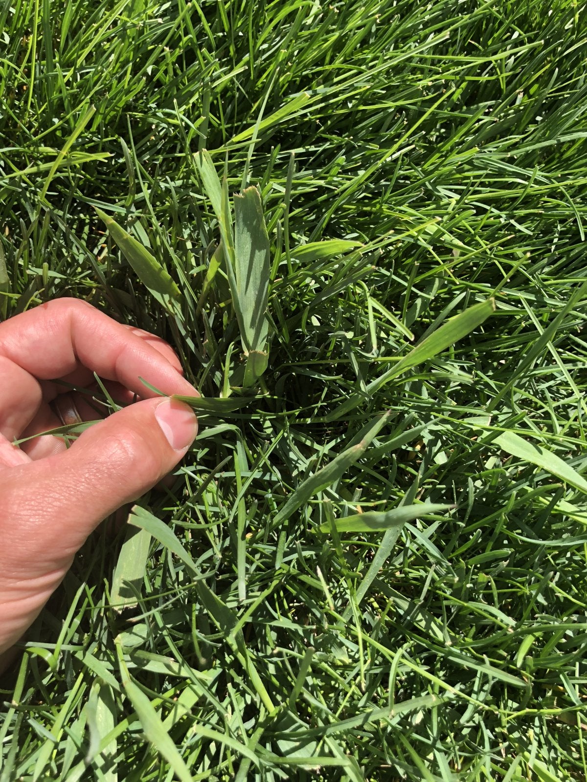 Grassy weed identification help! | Lawn Care Forum